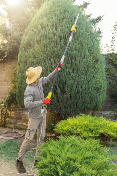 Professional Tree Removal and Landscaping Services in Gastonville, PA